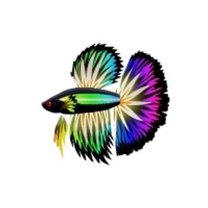 Rainbow Radiant Betta